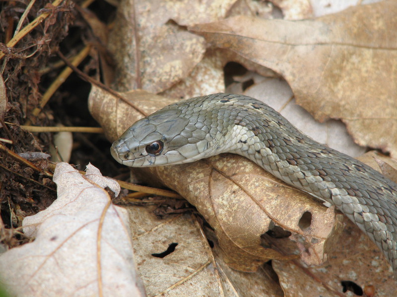 Garter snake (Thamnophis sirtalis). Garter snake (Thamnophis sirtalis). Credit: Betsy Leppo